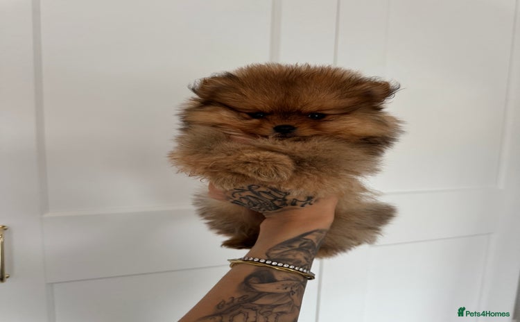 Pomeranian dogs - Advert 7