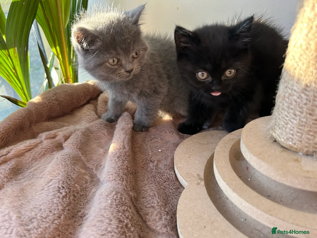 British Shorthair cats for sale: 2 female british shorthair kittens ready to go  - Advert 10