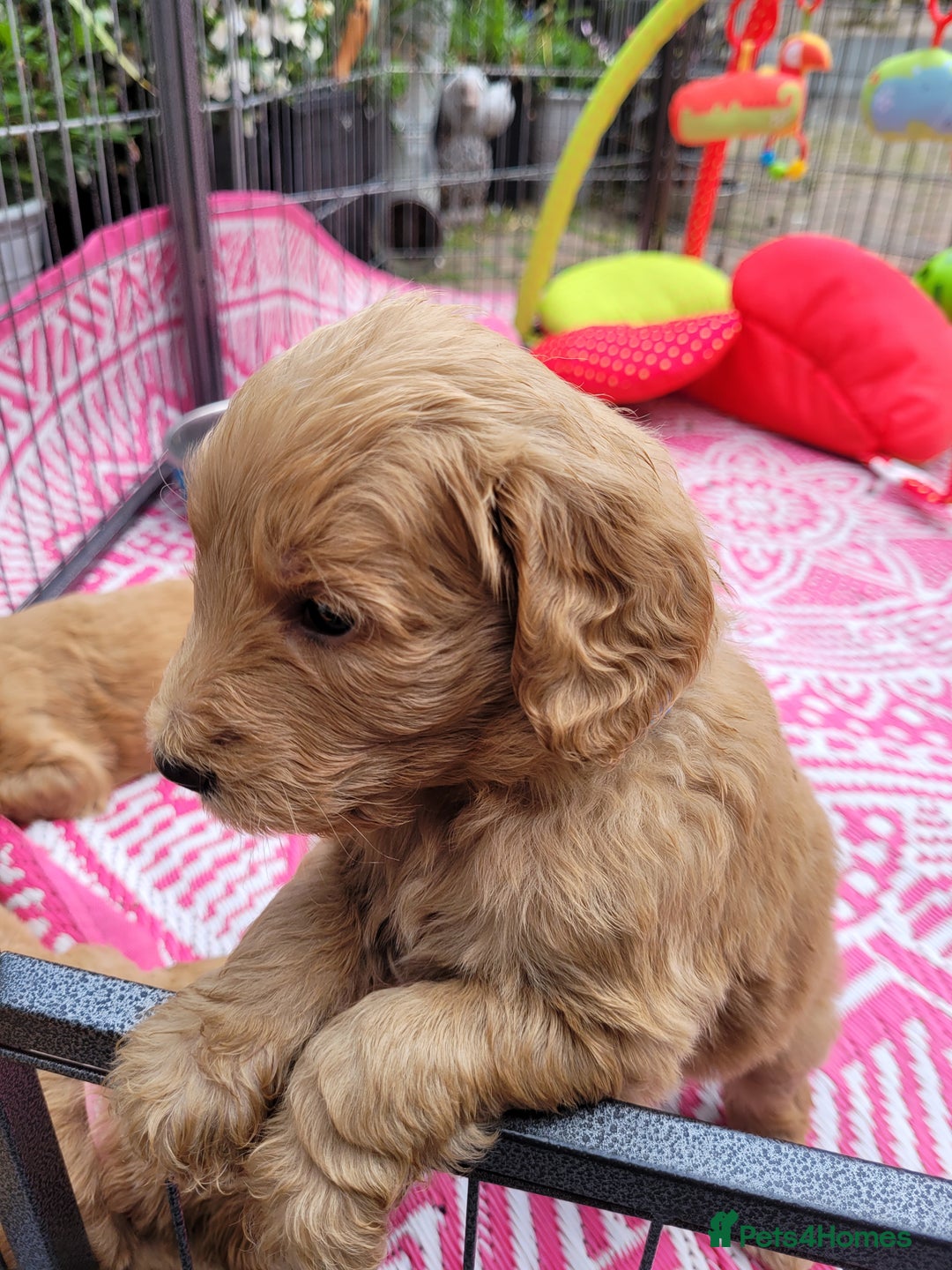 Goldendoodle dogs for sale: Goldendoodle puppies, beautiful boys and girls. - Image 5