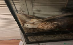 Snails invertebrates for sale: 3x giant African land snails and complete setup  - Image 3