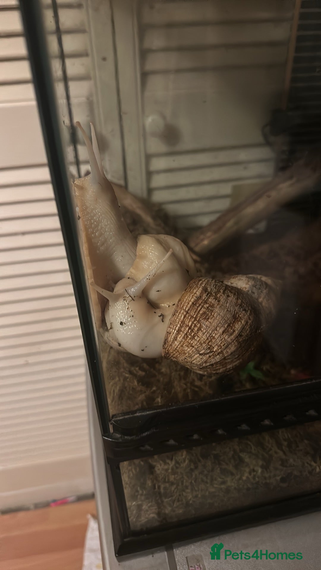 Snails invertebrates for sale: 3x giant African land snails and complete setup  - Image 3