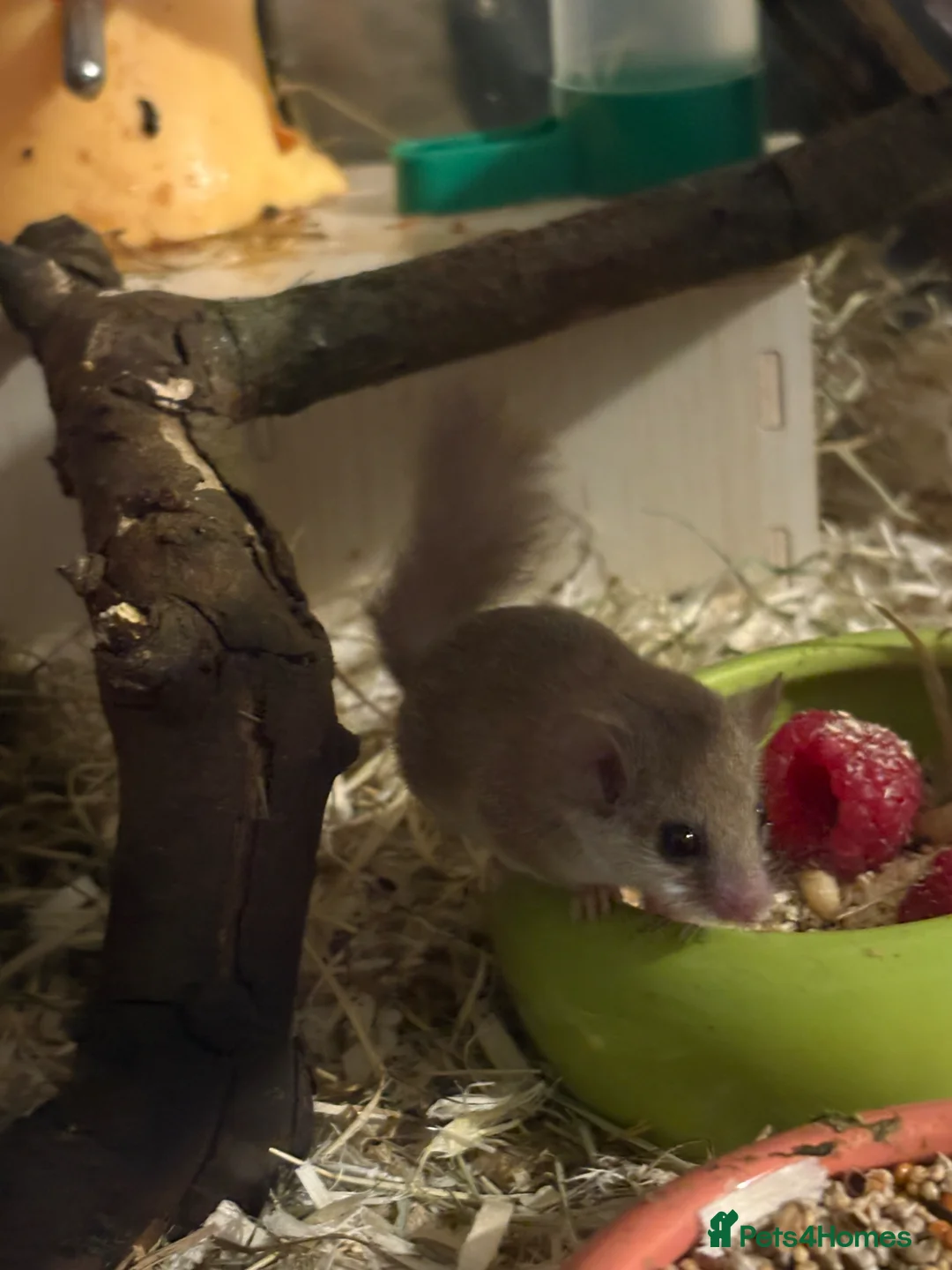 Mouse rodents for sale: African Pygmy dor mouse in Wigton - Advert 8