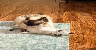 Ragdoll cats - Advert 4