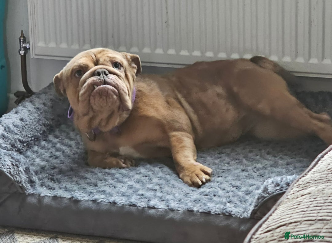English Bulldog dogs for sale: Female English bulldog  - Advert 2