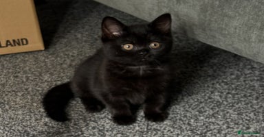 British Shorthair cats - Advert 15