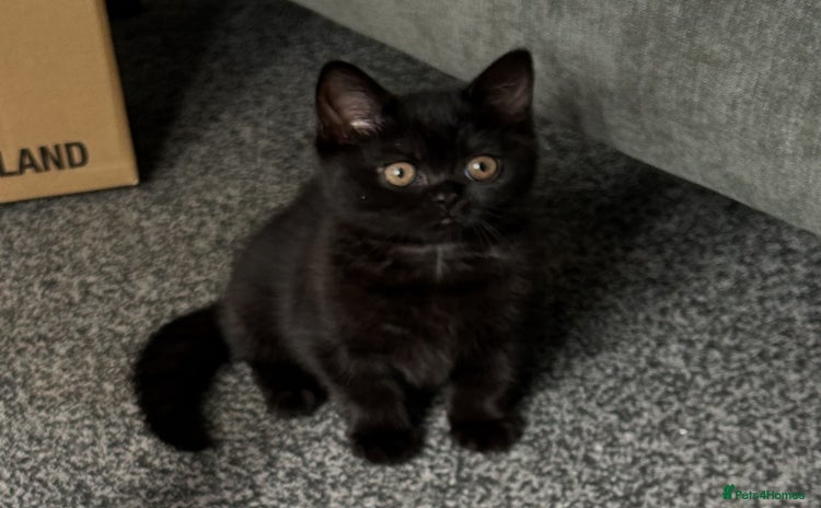 British Shorthair cats - Advert 2