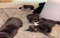 Mixed Breed cats for sale: 🐾 Beautiful Black & Tuxedo Kittens - Advert 12