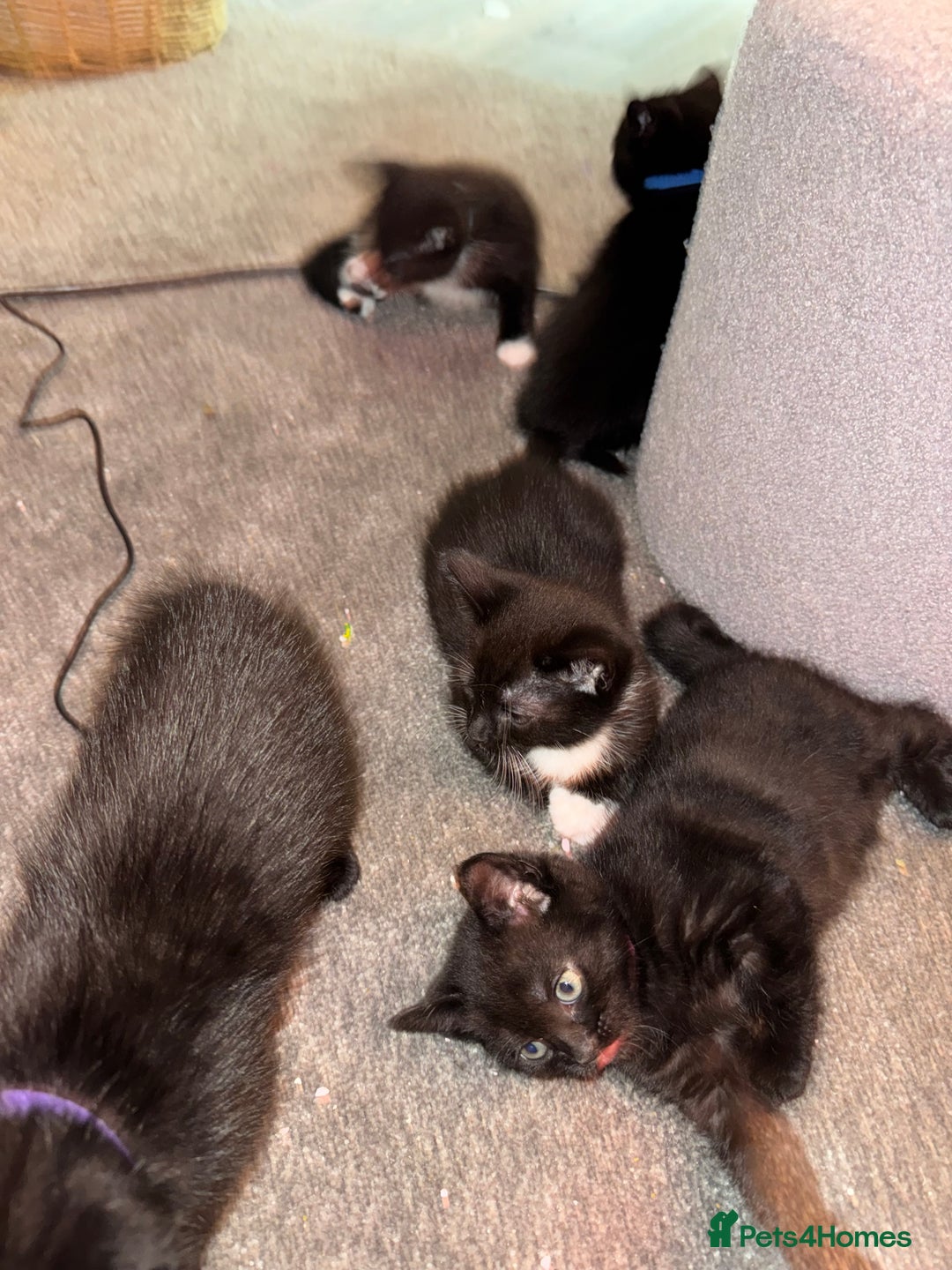 Mixed Breed cats for sale: 🐾 Beautiful Black & Tuxedo Kittens - Advert 12