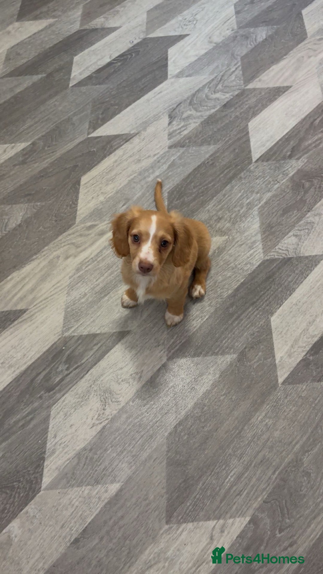 Cocker Spaniel dogs cocker spaniel puppy  - Advert 3
