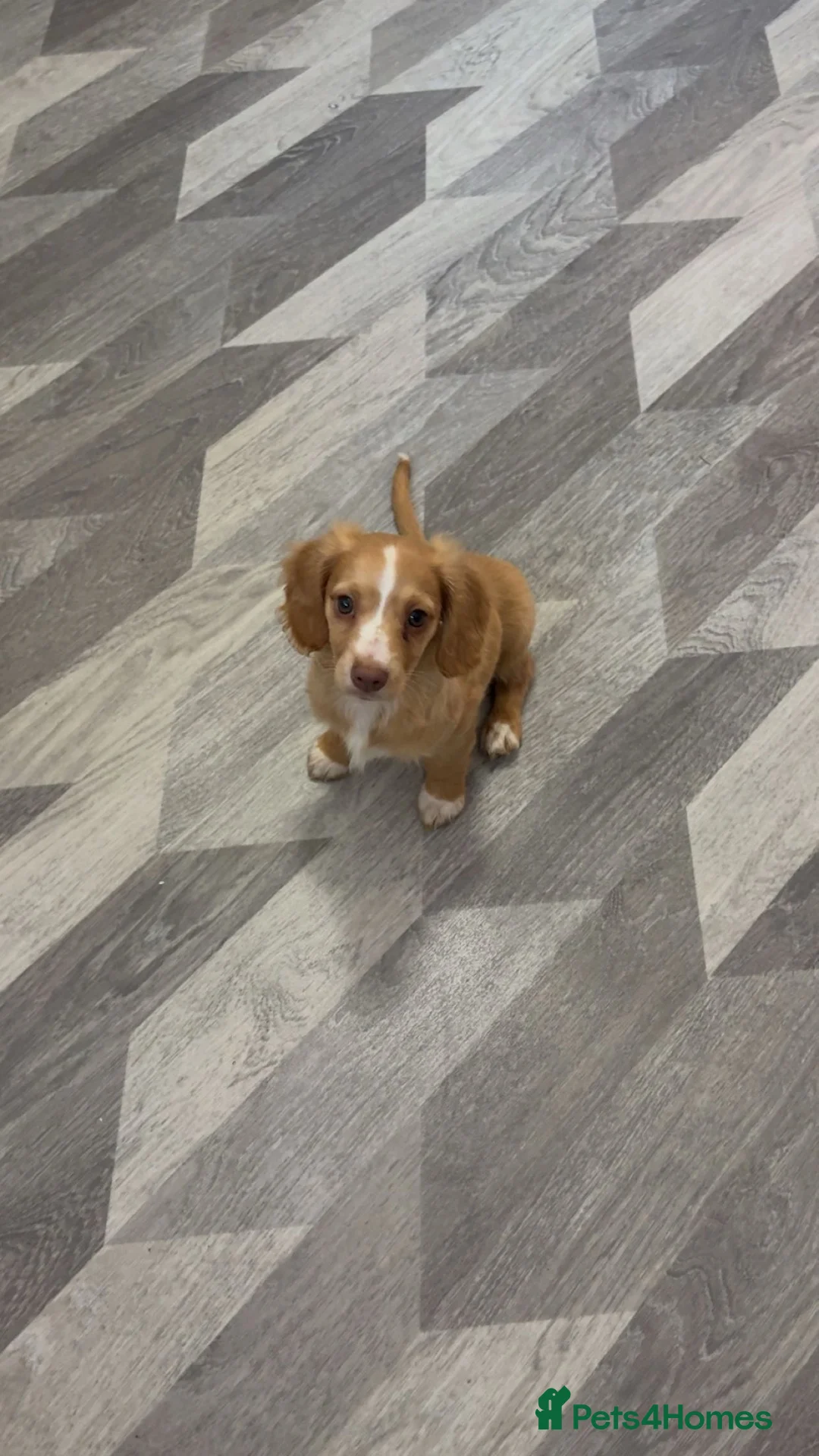 Cocker Spaniel dogs for sale: cocker spaniel puppy  in Alloa - Advert 1