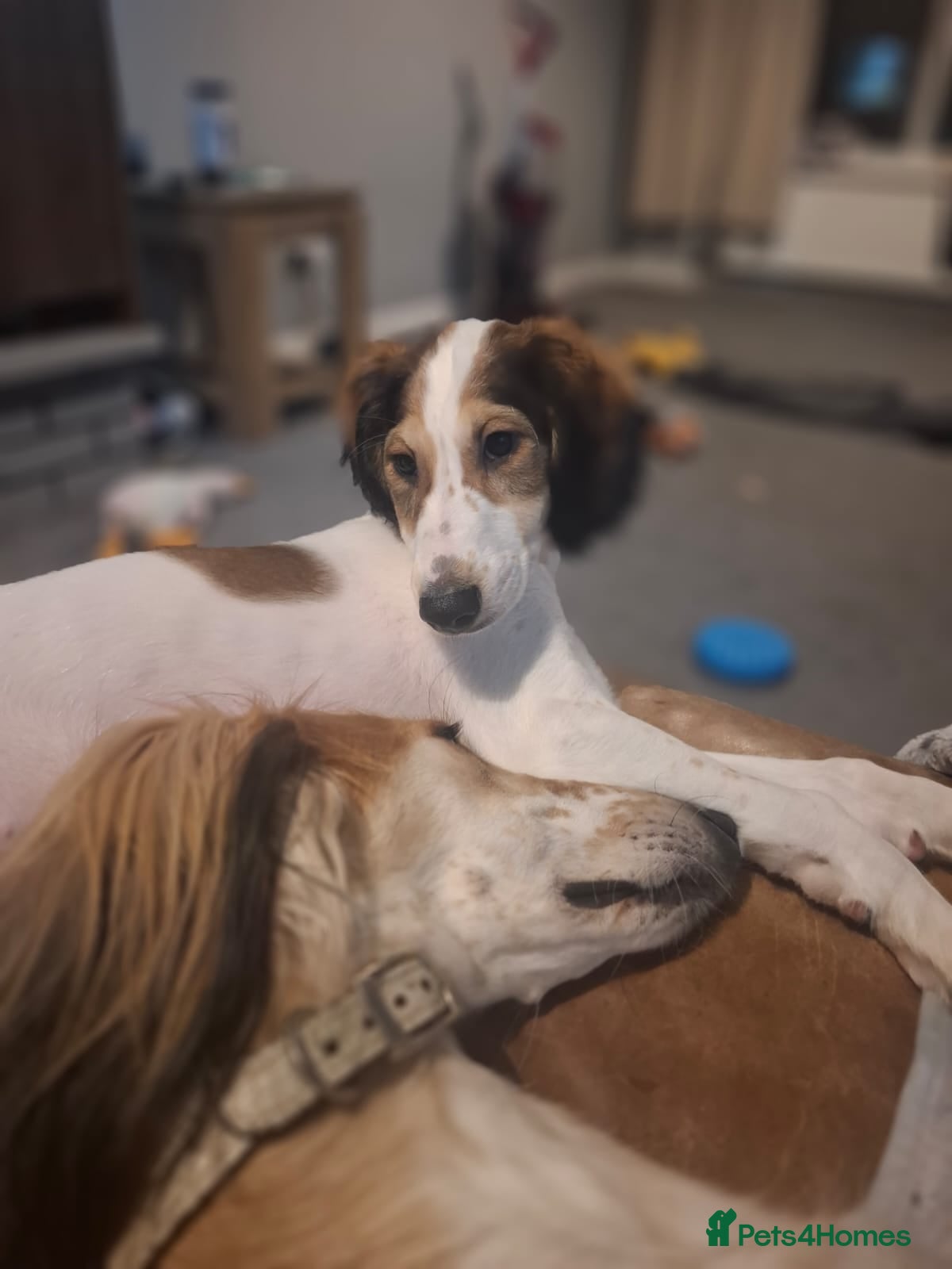 Saluki dogs Reduced registered saluki pup - Advert 5