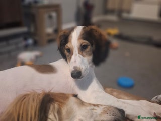 Saluki dogs Reduced registered saluki pup - Advert 1