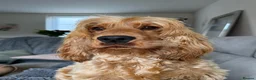Cocker Spaniel dogs for stud: KC registered golden show cocker spaniel stud  - Advert 5
