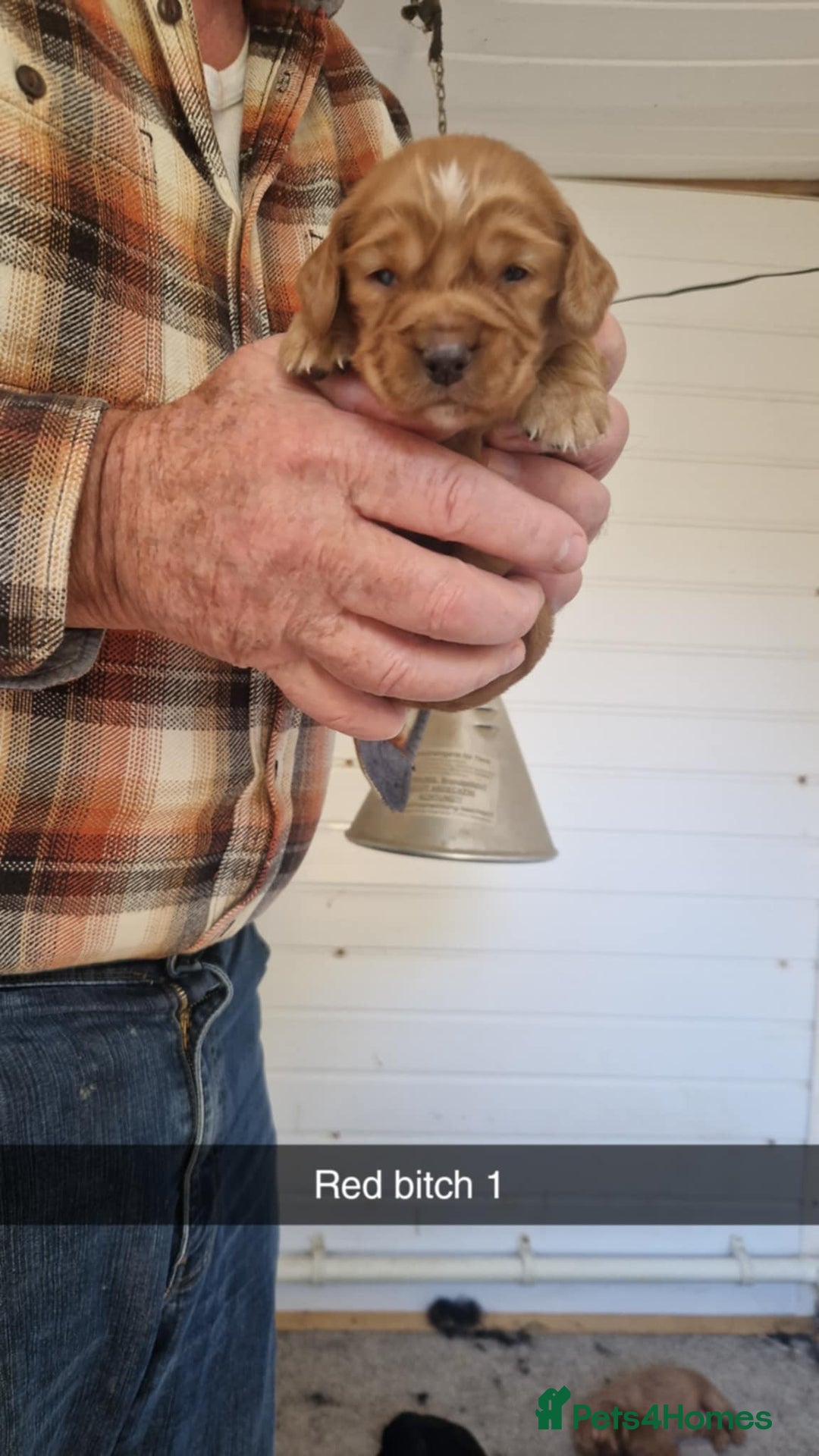 Cocker Spaniel dogs for sale: red KC registered cockerspaniels - Image 2