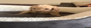 Cockapoo 1