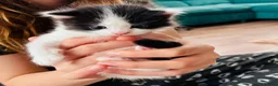Mixed Breed cats for sale: Four Beautiful Kittens - Advert 6