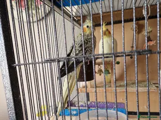 Cockatiels birds 3 young cockatiels in Boston - Advert 1