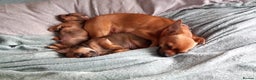 Chiweenie dogs for sale: Two beautiful puppy’s male - Advert 3