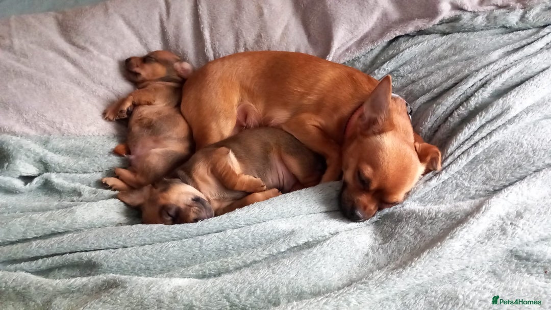 Chiweenie dogs for sale: Two beautiful puppy’s male - Advert 3