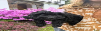 Cavapoo Puppy 3