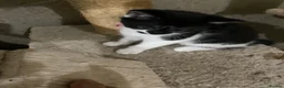 Scottish Fold cats for sale: Scottish fold cross for sale  - Advert 14