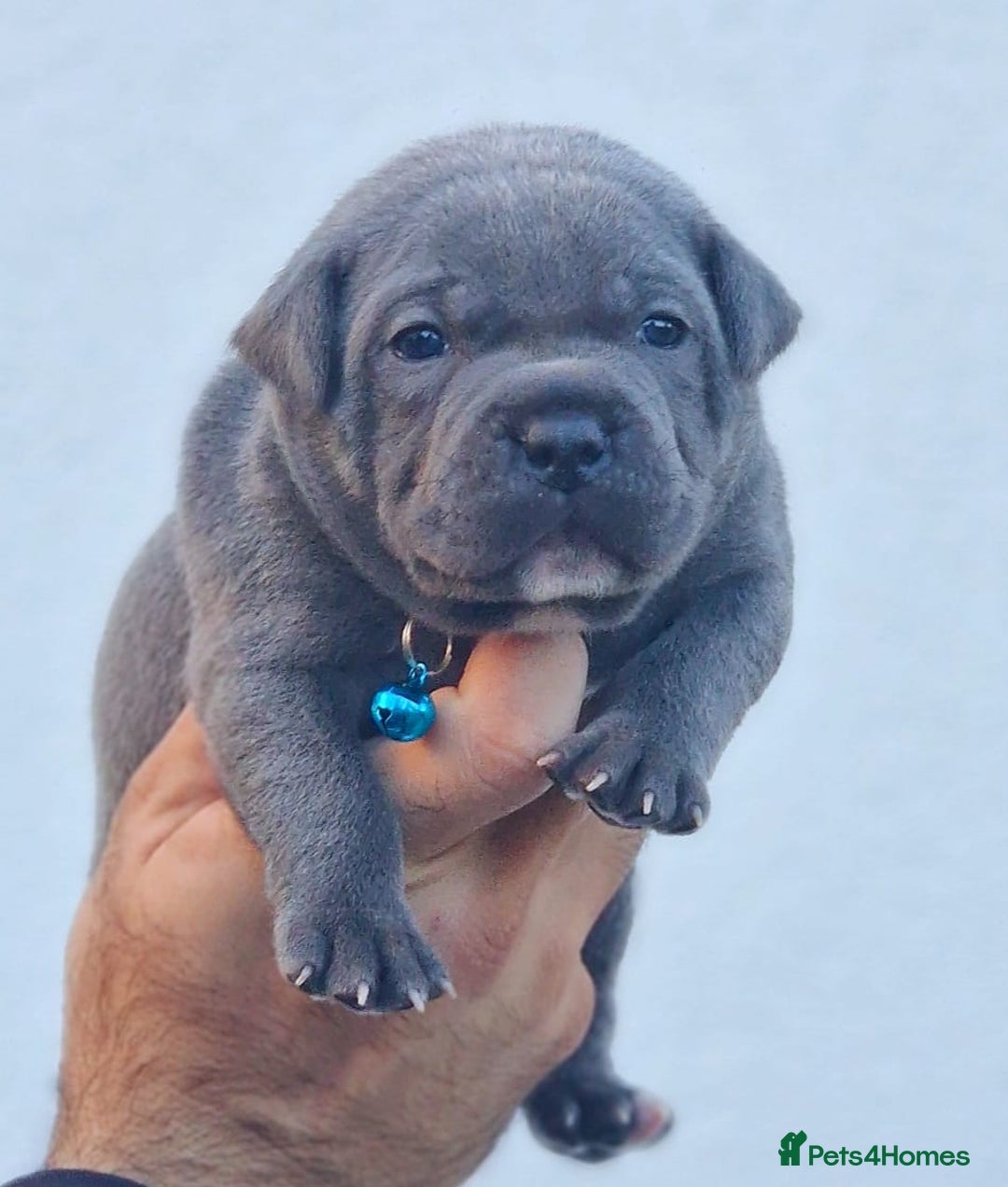 Staffordshire Bull Terrier dogs for sale: SOLID BLUE TEDDY BEARS STAFFS 🐻  - Advert 4