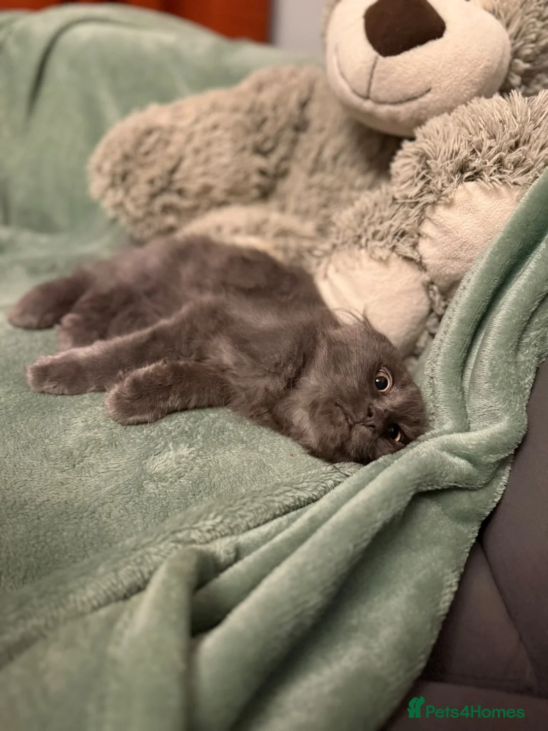 Maine Coon cats for sale: Purebred Maine Coon kittens - Advert 2