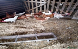 Chickens poultry for sale: Laying hens - Image 2