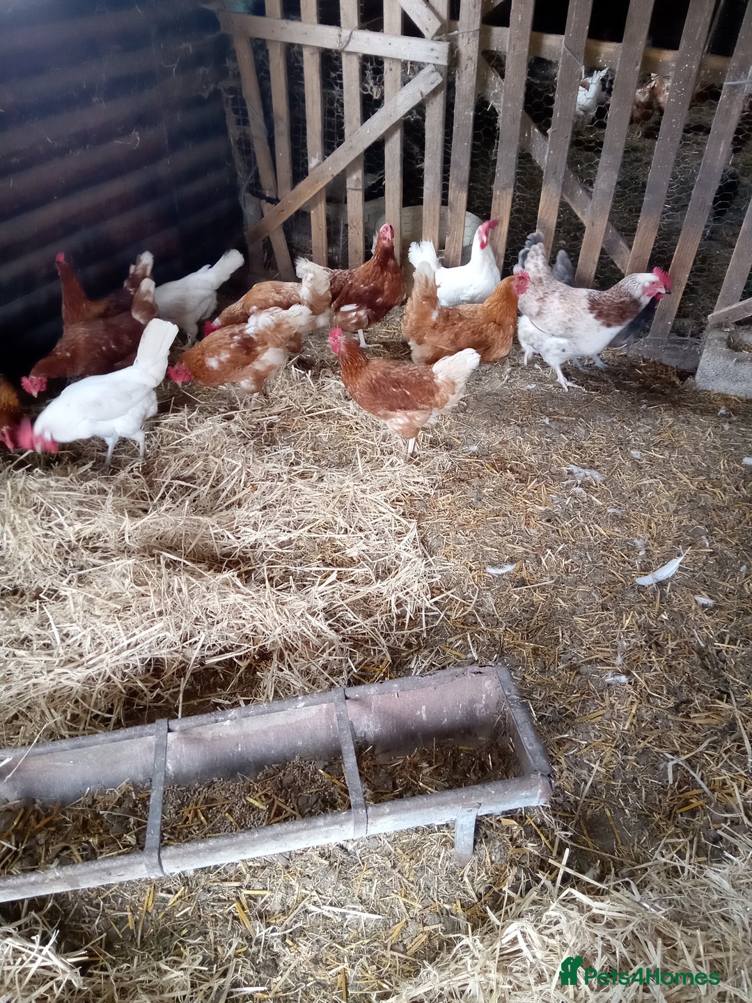 Chickens poultry for sale: Laying hens - Image 2