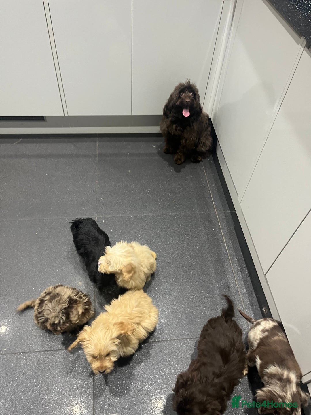 Cockapoo dogs for sale: Beautiful merl Cockpoo puppies  - Advert 18