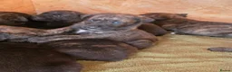 Belgian Shepherd Dog dogs for sale: Dutch shepherd puppies - Advert 10