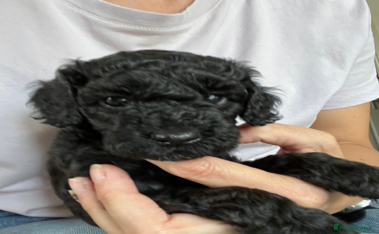 Mixed Breed dogs in Salisbury - Advert 10