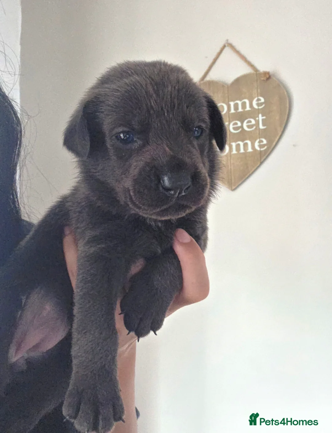Mixed Breed dogs for sale: Beautiful pup for rehoming! - Advert 4