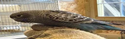 Budgerigars birds for sale: Bfbw, Bwbf, Rainbow hagoromo and other mutations  - Advert 1