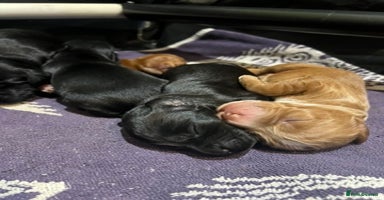 Mixed Breed dogs - Advert 16