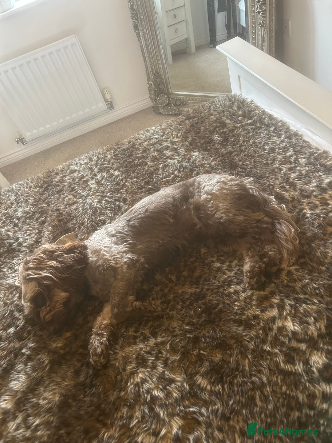Cockapoo dogs for stud: For Stud - Image 4