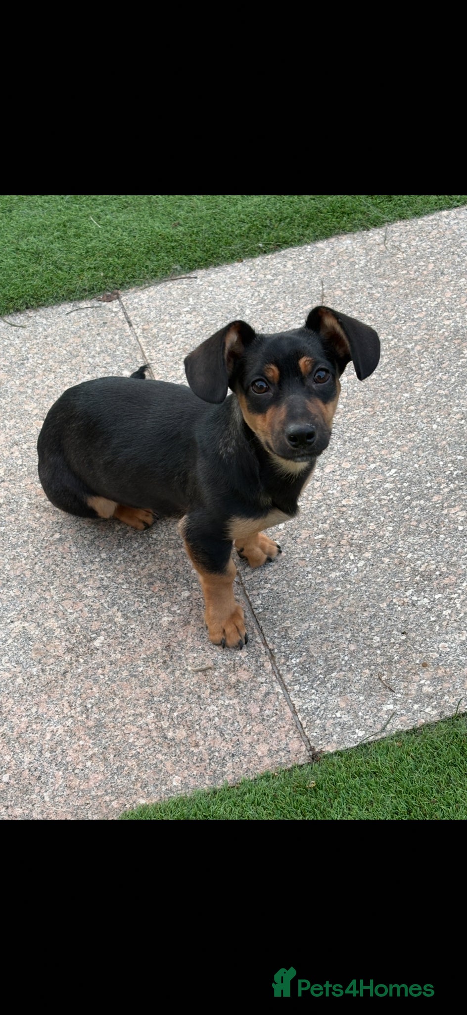 Mixed Breed dogs Beautiful dachsweiler girl for sale - Advert 1