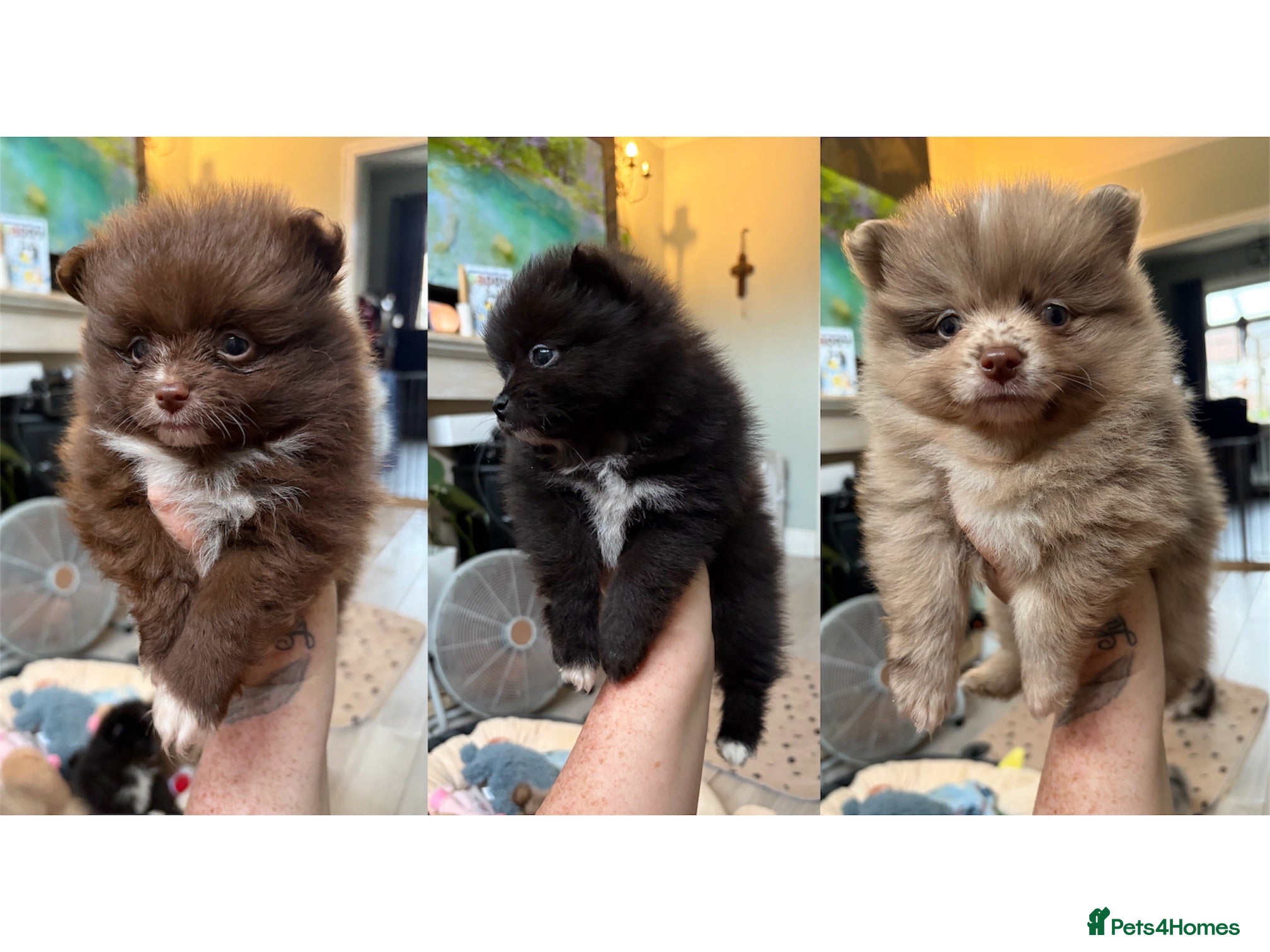 Pomeranian dogs 100% Pomeranian🧬KC✨DNA&HEALTH TESTED!  - Advert 3