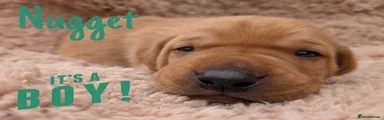 Mixed Breed 7