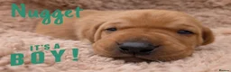 Mixed Breed dogs for sale: Vizslador Puppies (Vizsla X Black Lab) in Yelverton - Advert 8
