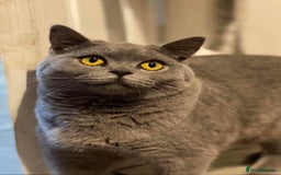 British Shorthair cats for sale: 2 girls 1 boy very docile  - Image 10