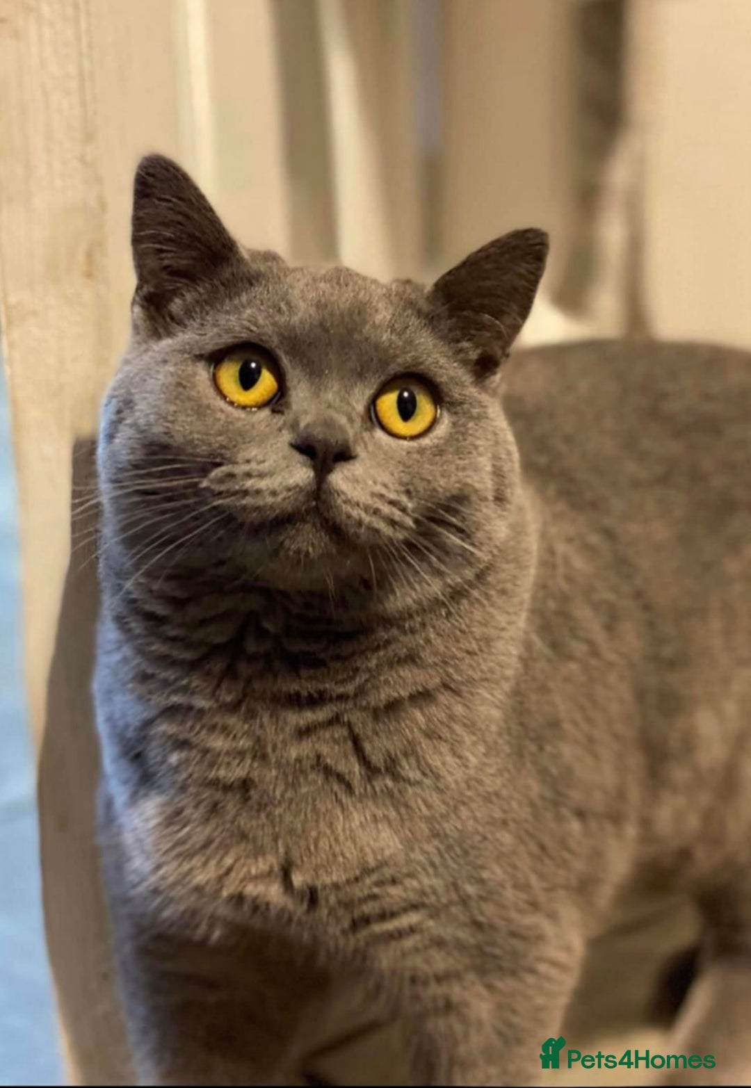 British Shorthair cats for sale: 2 girls 1 boy very docile  - Image 10