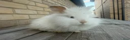 Mixed Breed rabbits for sale: Beautiful Teddywidder Rabbits – Loving Homes - Advert 3