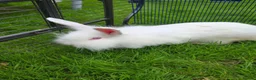 Mixed Breed rabbits for sale: Continental Giant x Lion Lop in Stevenston - Advert 1