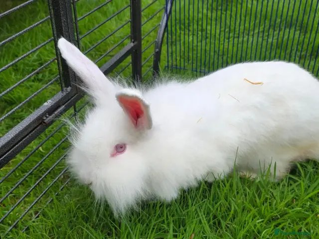 Mixed Breed rabbits Continental Giant x Lion Lop - Advert 1