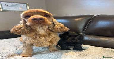 Cocker Spaniel dogs - Advert 10