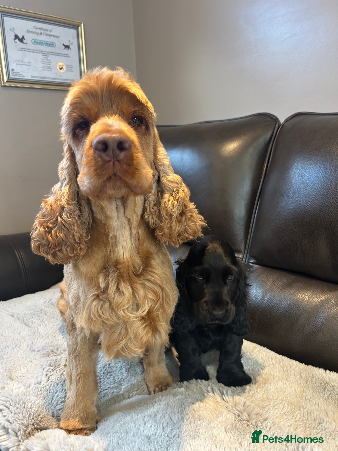 Cocker Spaniel dogs for sale: 🏅kc registered show type cocker puppy🏅 - Image 2