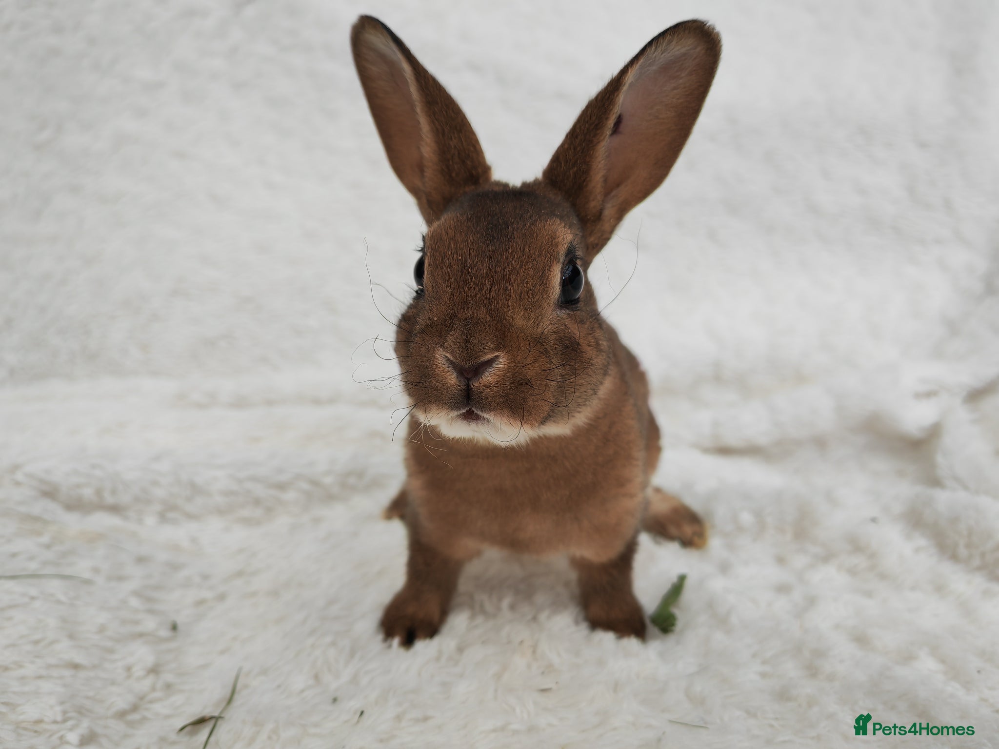 Rex rabbits Mini rex rabbits - Advert 8