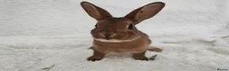 Rex rabbits for sale: Mini rex rabbits, black Vienna marked buck - Advert 4
