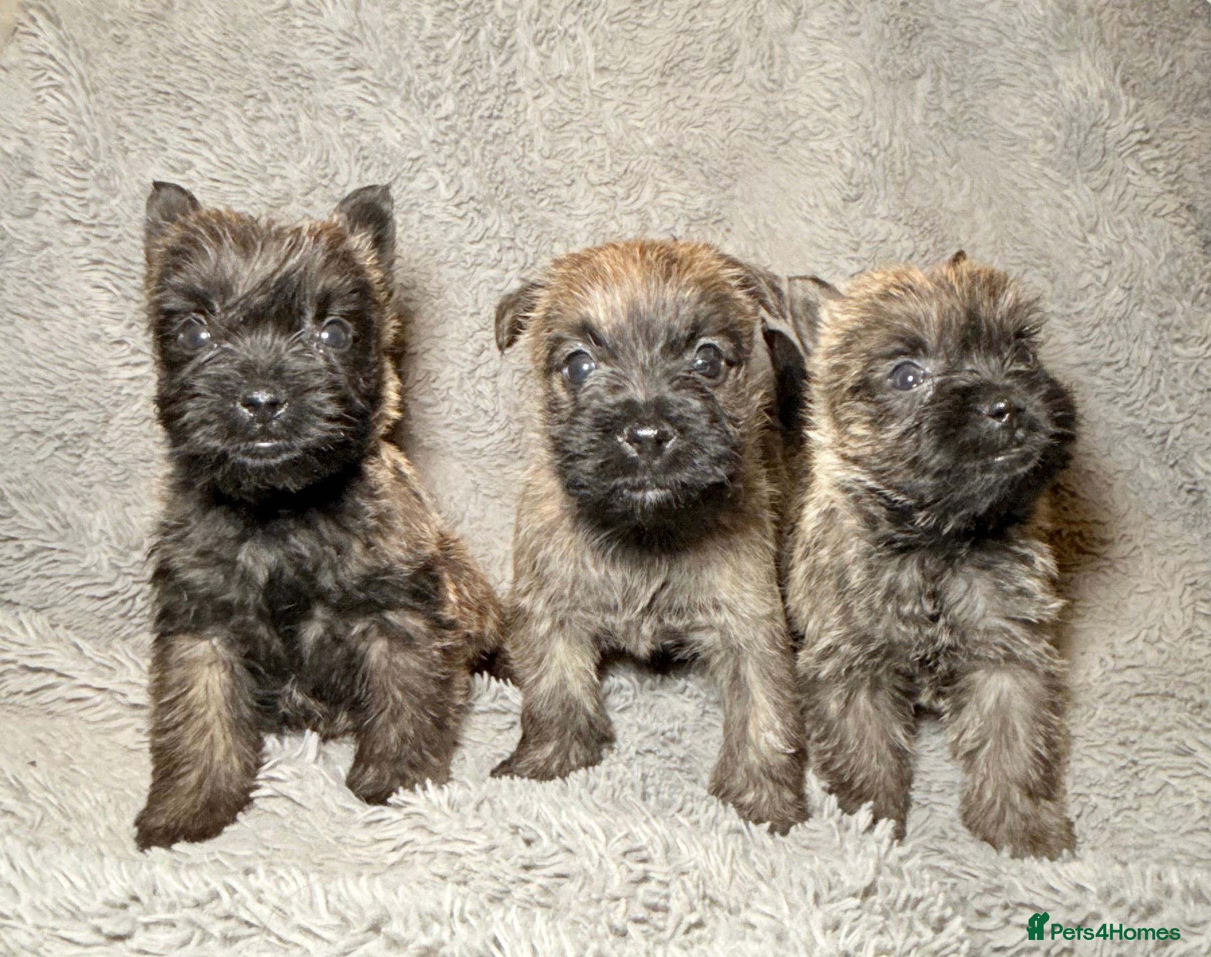 Cairn Terrier dogs STUNNING cairn terrier babies 🐾 - Advert 1
